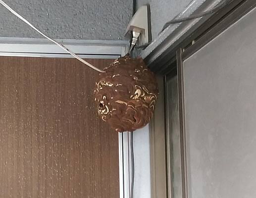 スズメバチ注意点配線コード